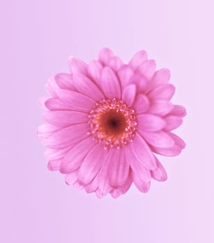 a beautiful pink flower