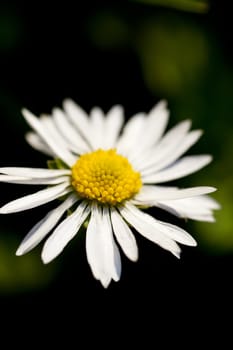Close up of a white daisy