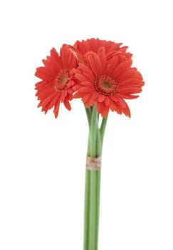 Red gerbera blossom isolated