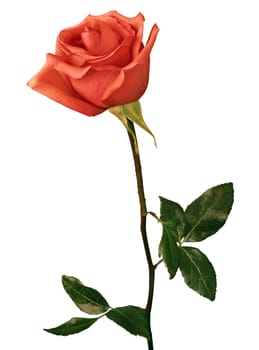 beautiful red rose on a white background