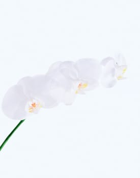 orchid flower on white