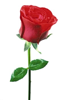 beautiful red rose on a white background