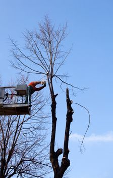 Pruning trees, worker on a crane