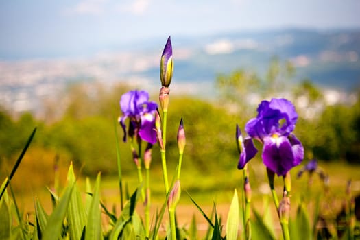 A lot of Irises flowers on grass