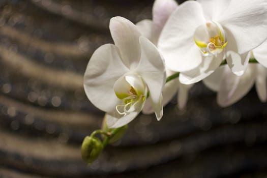 Close up of white orchid