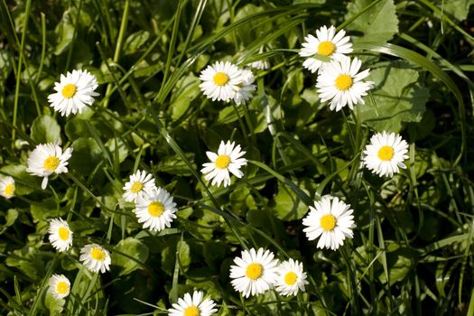 Daisies on the green grass