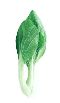 Chinese cabbage