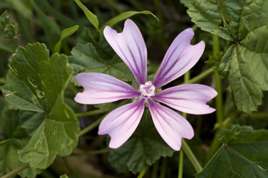 Photo of Malva sylvestris flower