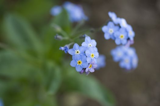 Close up of Forget me not, Flower