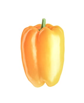 orange bell pepper isolated on a white