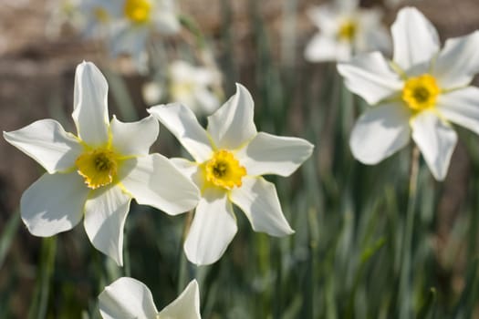 Photo of White daffodils on bed flower