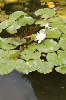 Photo of Nymphaea , Water Lilly