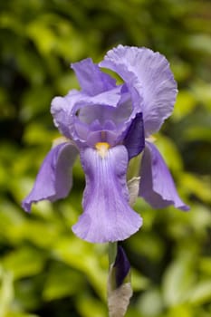 Close up of a purple iris