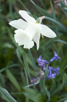 Photo of White daffodils on bed flower