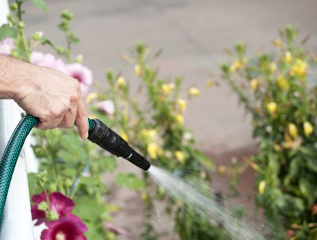Watering the garden with plants and flower