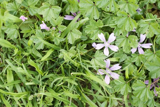 Photo of Malva sylvestris flowers