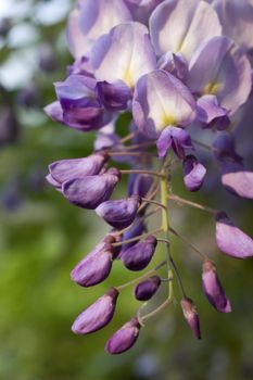 Photo of wisteria flower and plant