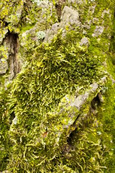 Photo of Lichen on a tree