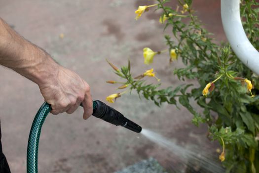 Watering the garden with plants and flower