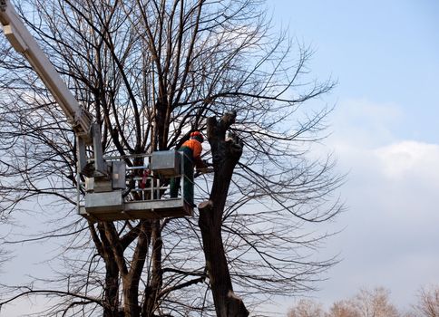 Pruning trees, worker on a crane