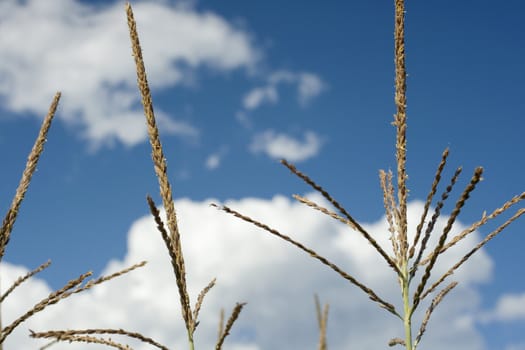 Photo of corn plants on a farm