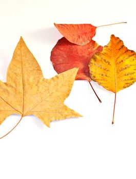 Dried leaves on white background
