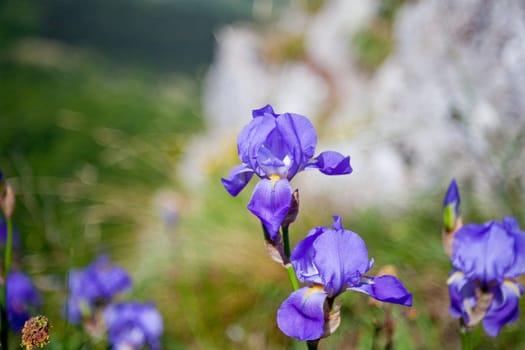 A lot of Irises flowers on grass