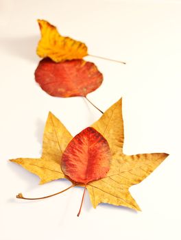 Dried leaves on white background