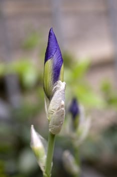 Close up of a purple iris