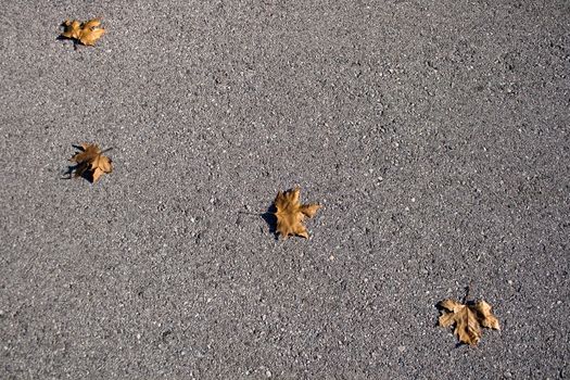 Dried Leaves on asphalt road