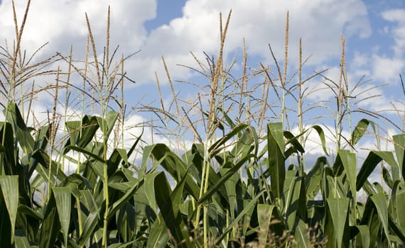 Photo of corn plants on a farm