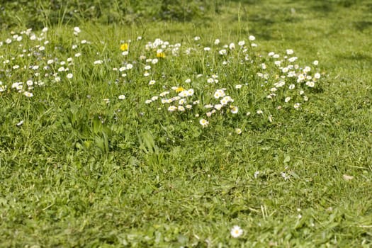Daisies on the green grass
