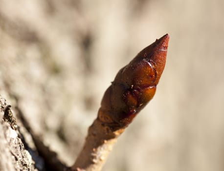 Photo of bud on a tree