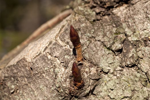 Photo of bud on a tree