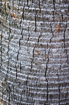 Palmetto Tree Trunk background