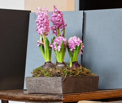 Pink flower of a plant in the pot