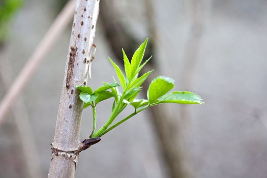 Close up of Elder leaves
