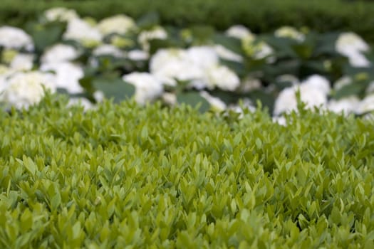 Photo of hedge garden with white flower