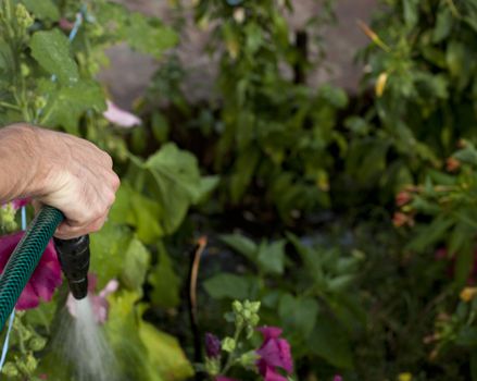 Watering the garden with plants and flower