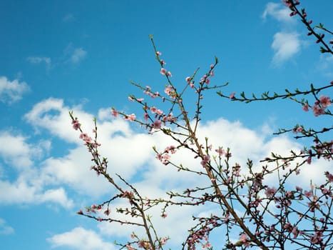 Pink Flower Blossom on tree