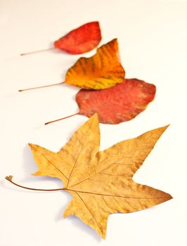 Dried leaves on white background