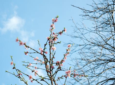 Pink Flower Blossom on tree