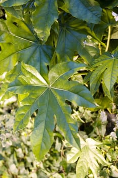 Close up of green leaves