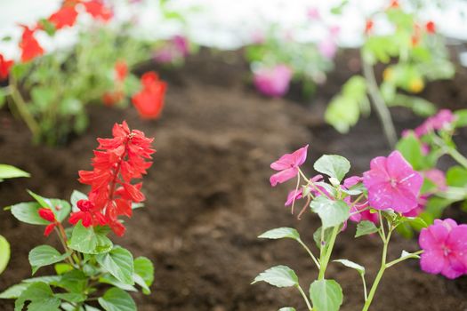 Photo of flowers, Spring season