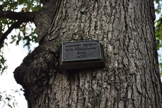 Tree - Brigadier General Scammon oak 1877