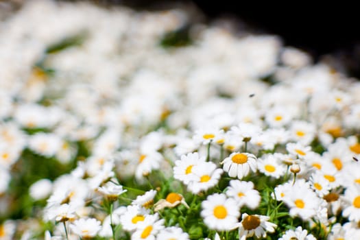 Wonderful Daisies in the garden