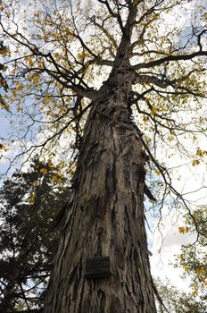 Tree - President Grover Cleveland Hickory 1893