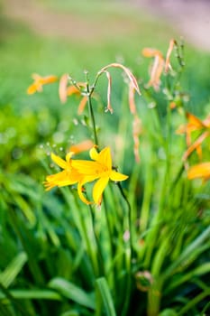 Wonderful Flowers in the garden