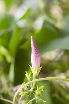 Photo of bloom flower, Spring season