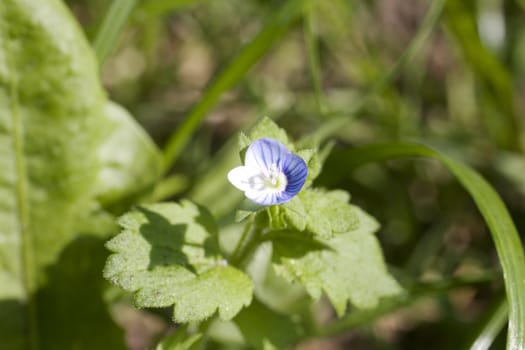 Photo of nice countryside flowers